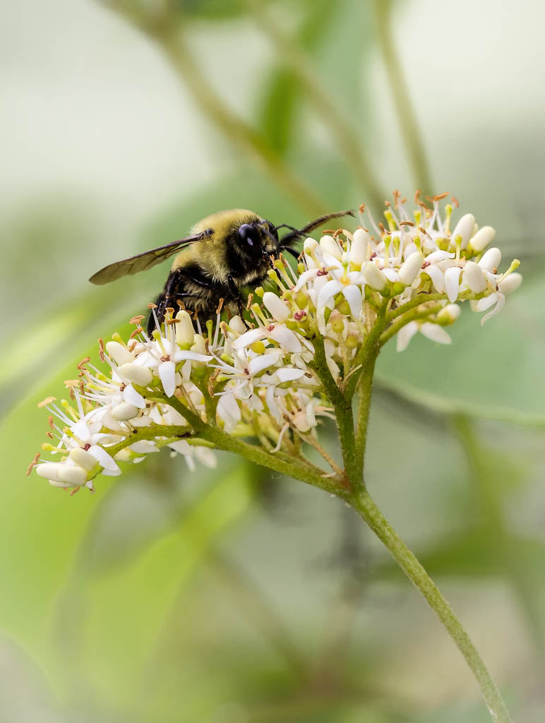 Bumble Bee pollenating